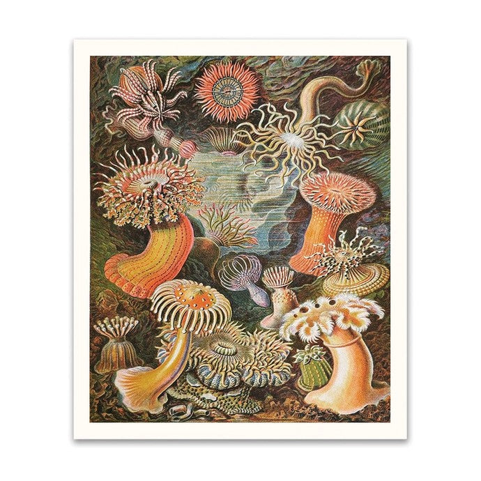 Anenomes Risograph Print 12"x10"