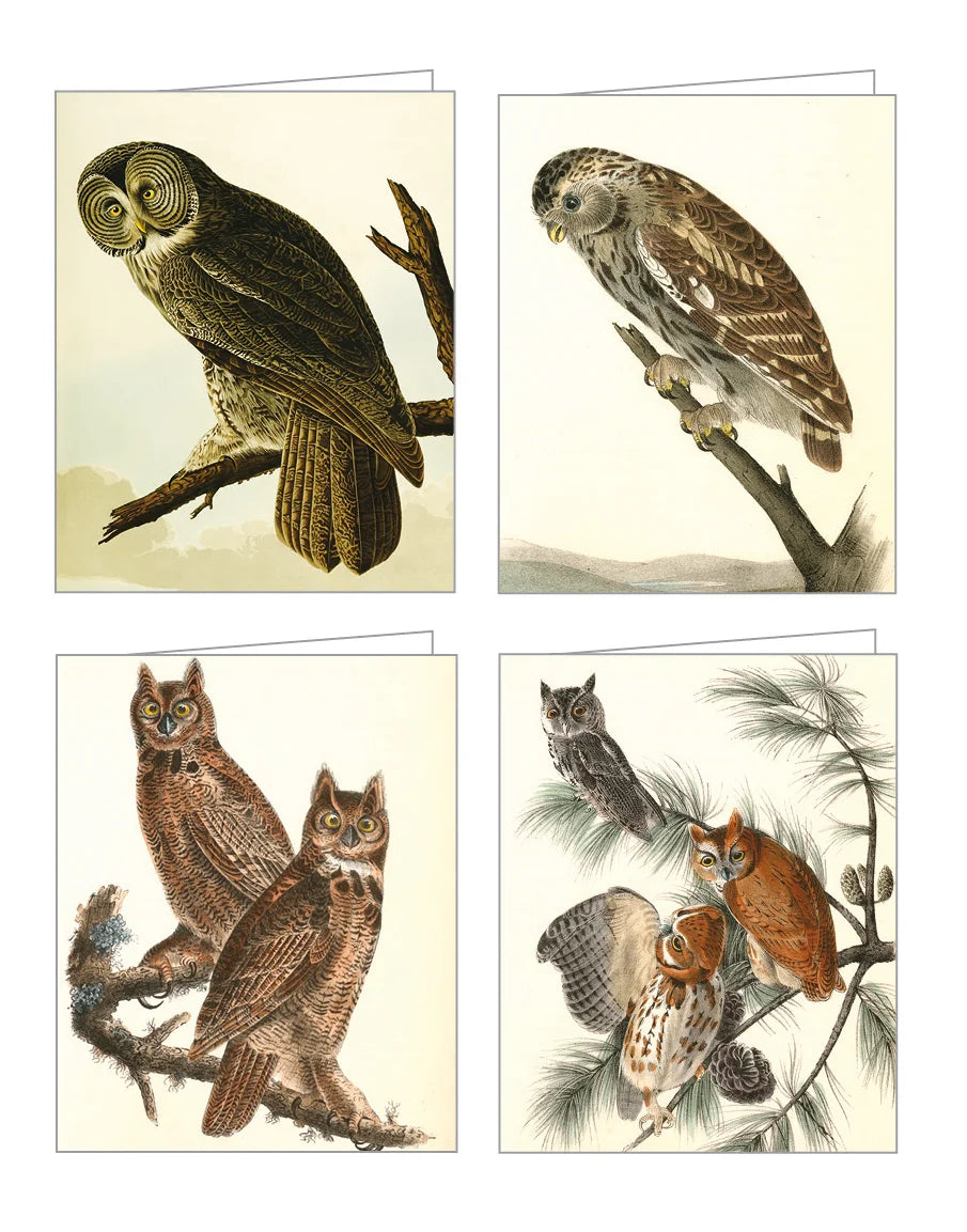 Audubon Owls Notecard Set