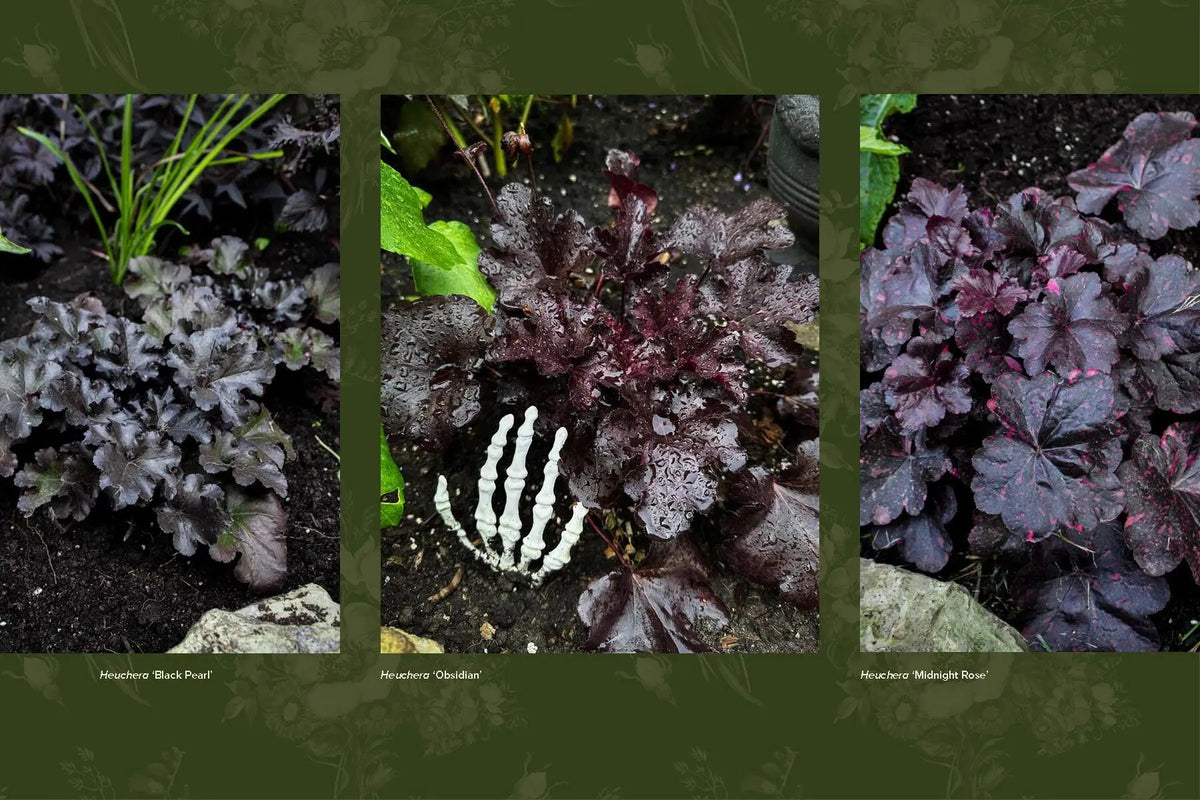 Darkness In Bloom A Gothic Guide To Plants Book