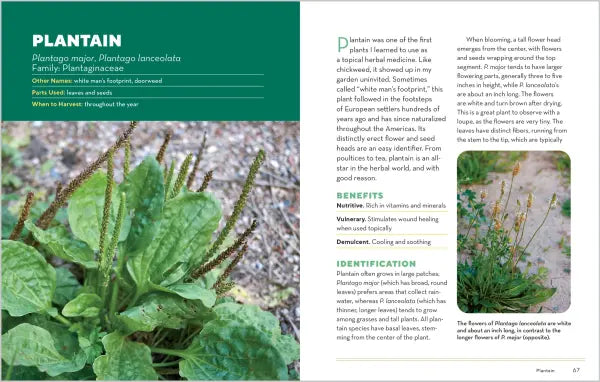 How To Forage For Medicinal Plants Without Dying