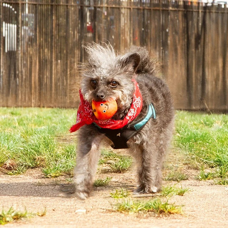 Kiko Fruit Squeaker Apple