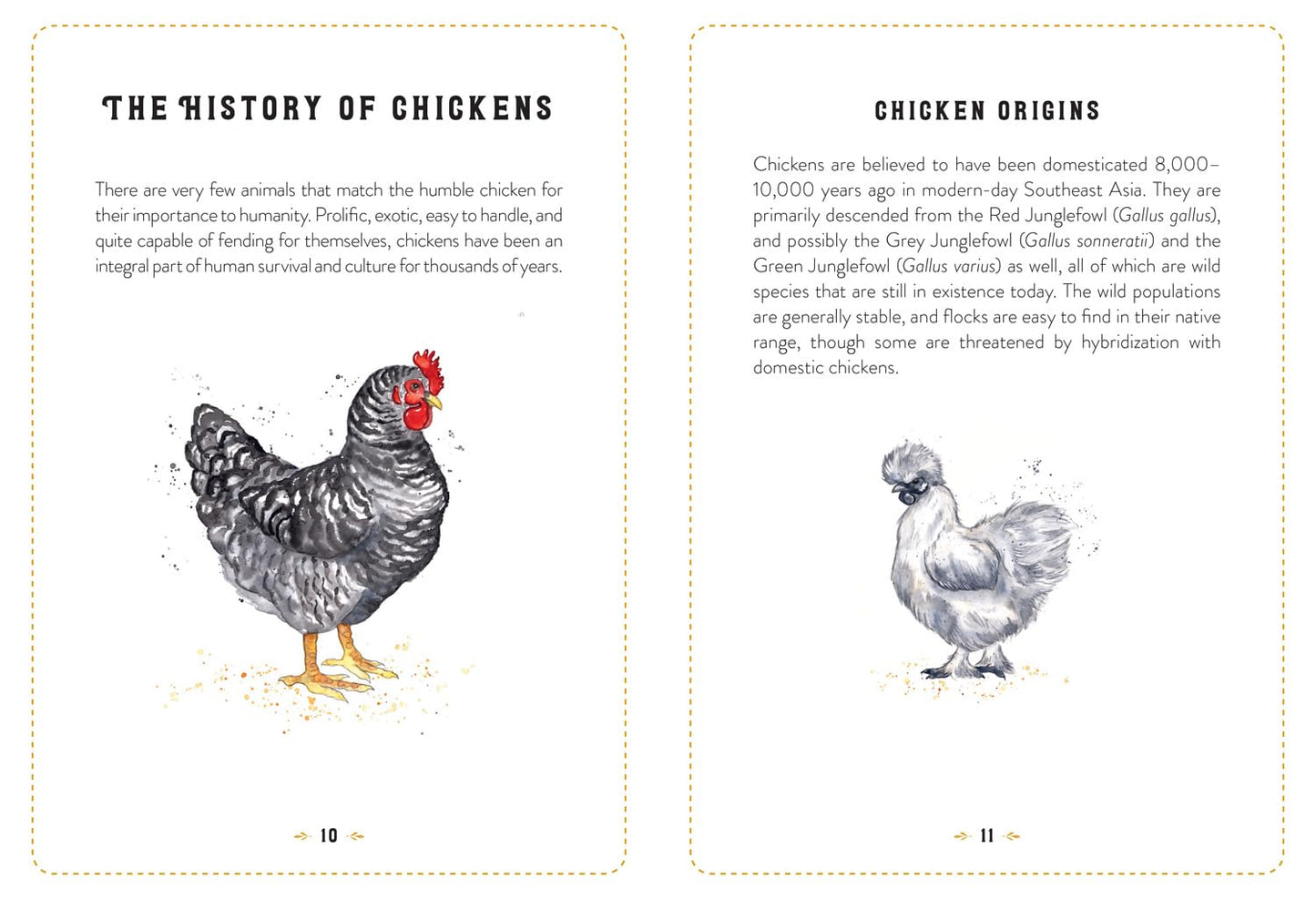 Little Book Of Chickens
