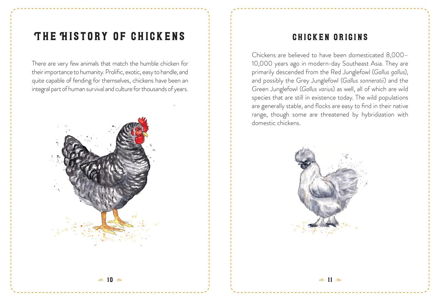 Little Book Of Chickens