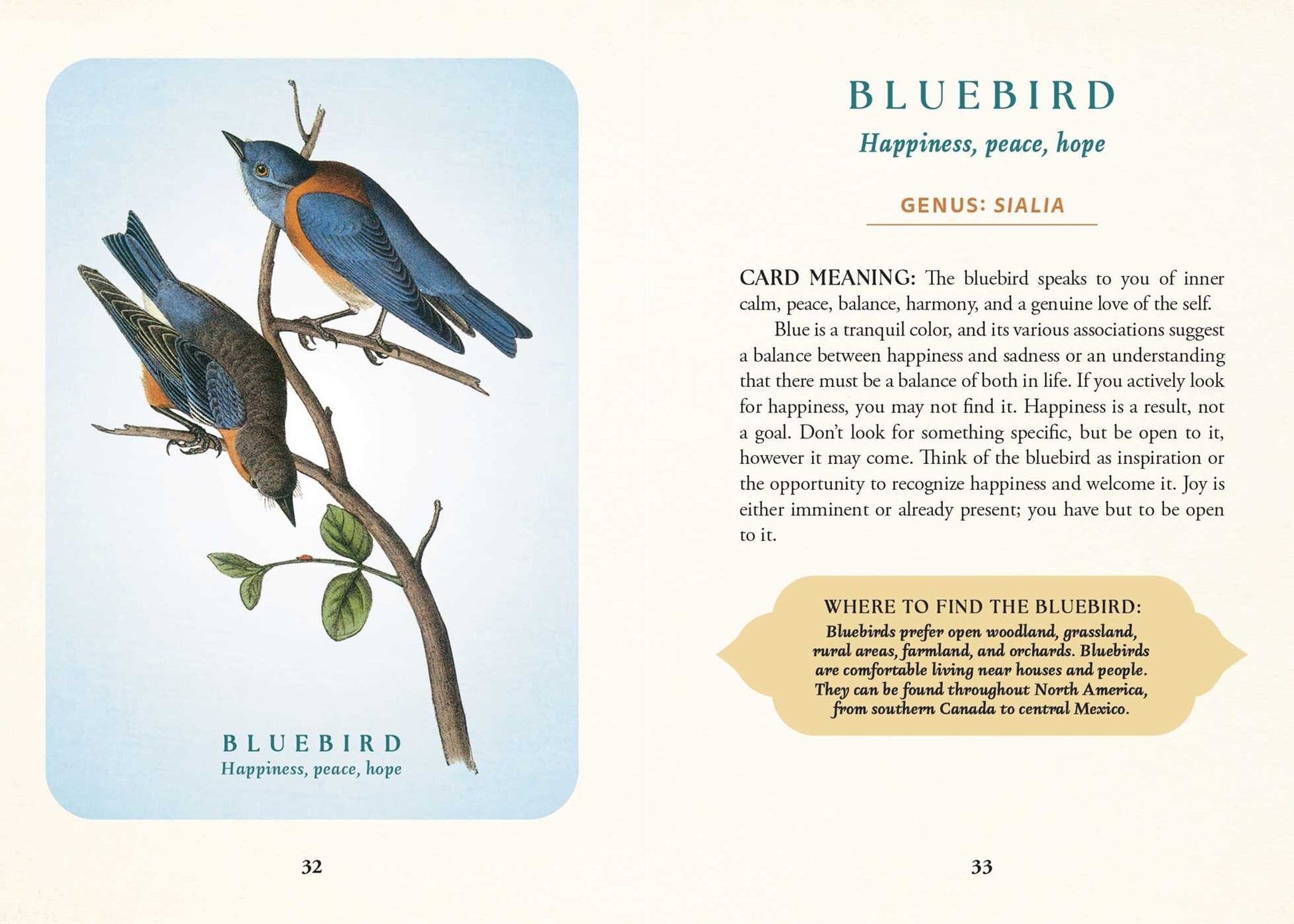 Spiritual Meaning Of Birds Oracle Deck