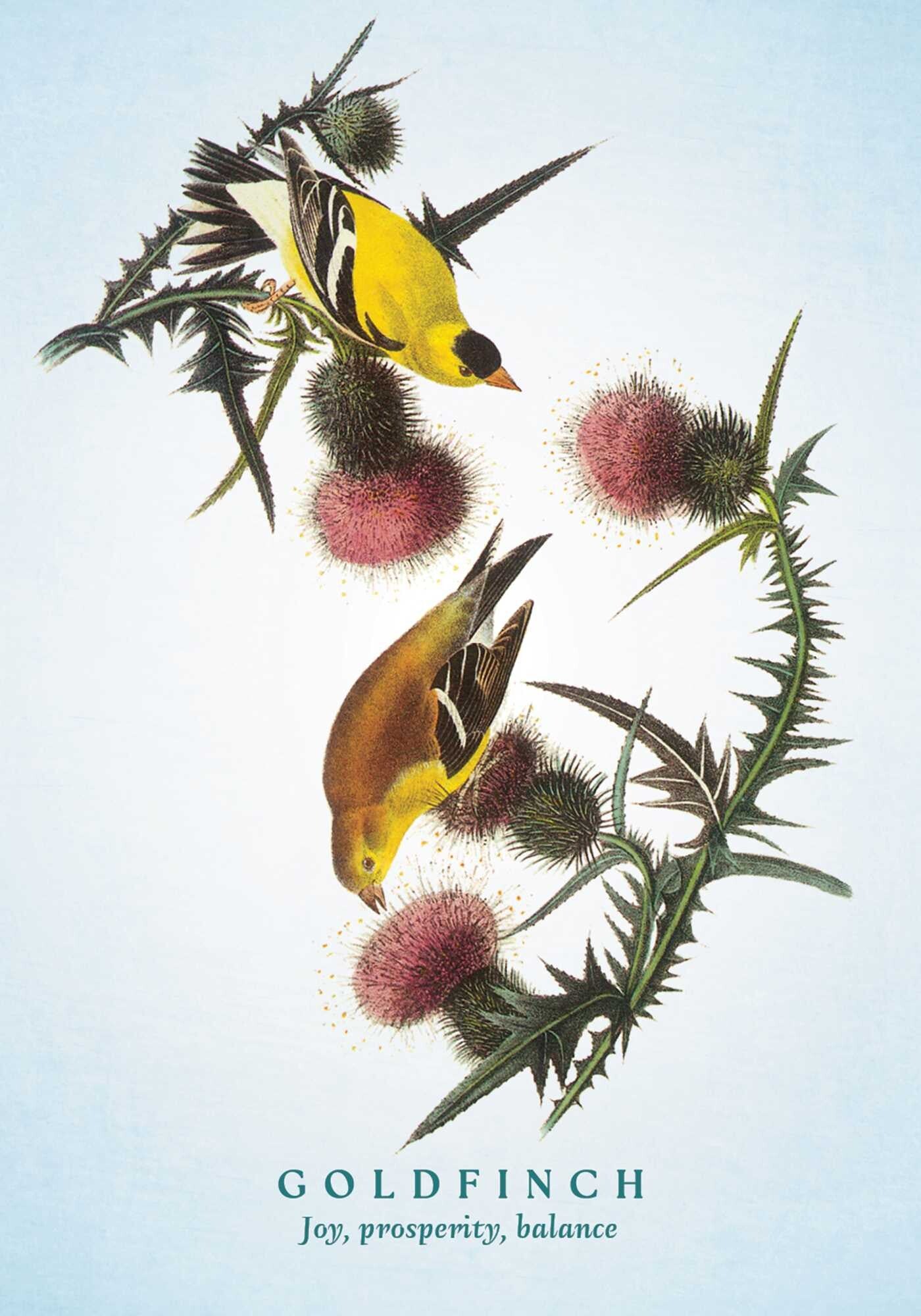 Spiritual Meaning Of Birds Oracle Deck