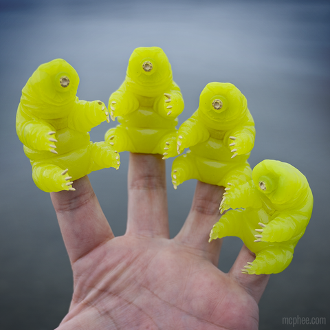Finger Tardigrade